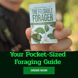 A person holds "The Foldable Forager" guide card. Text on the green background exclaims: "Your Pocket-Sized Foraging Guide—Perfect for Your Main Single Post! Order Now!.