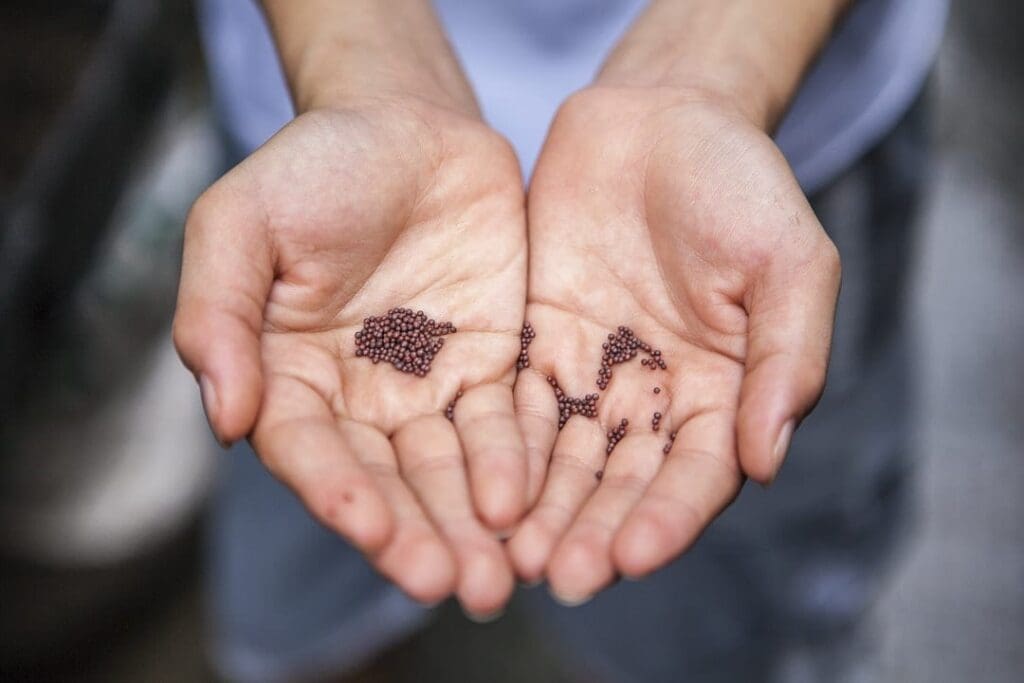 Seeds in hand for heirloom article