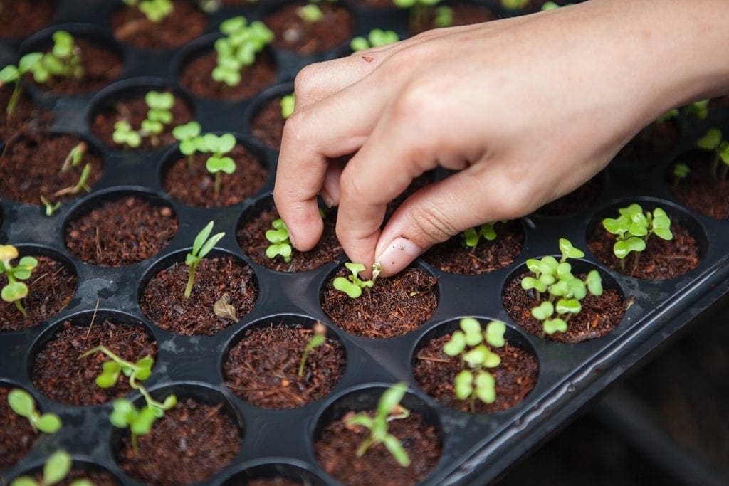 seed sprouting photo for heirloom article