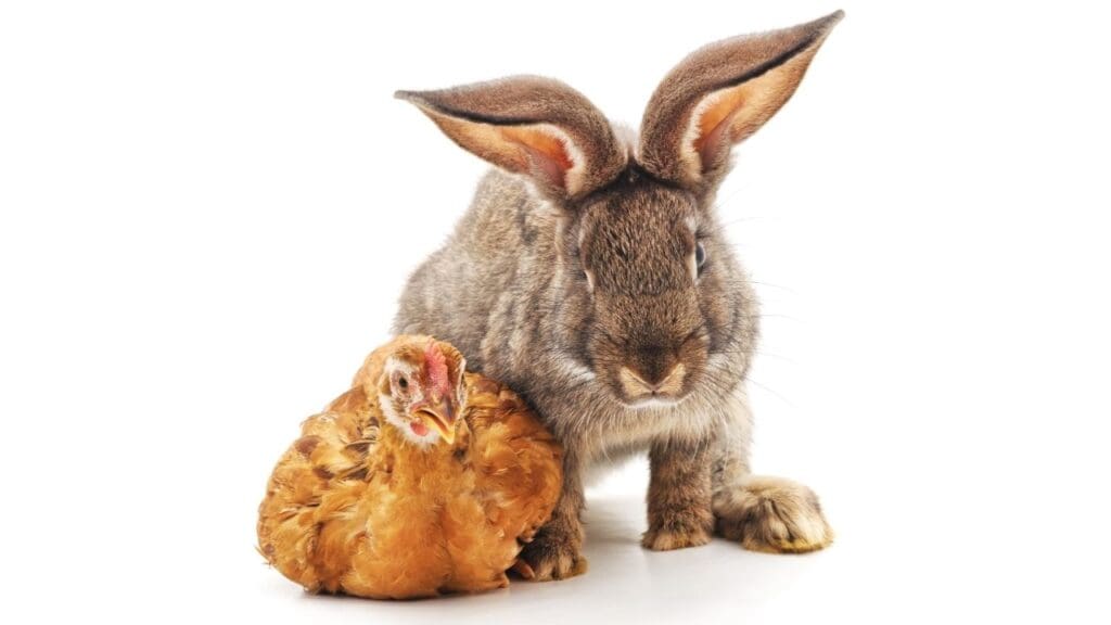 Chickens and Rabbits for prepper livestock