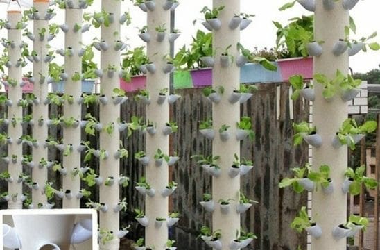 Vertical garden, plants