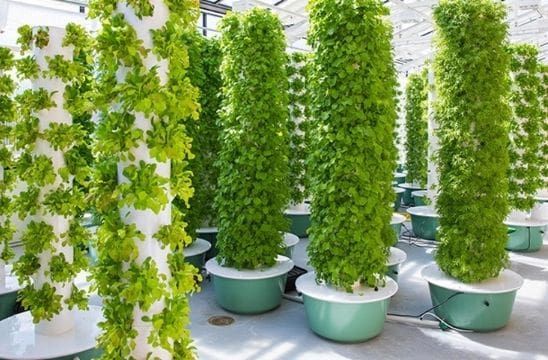 Hydroponics greenhouse, green plants.