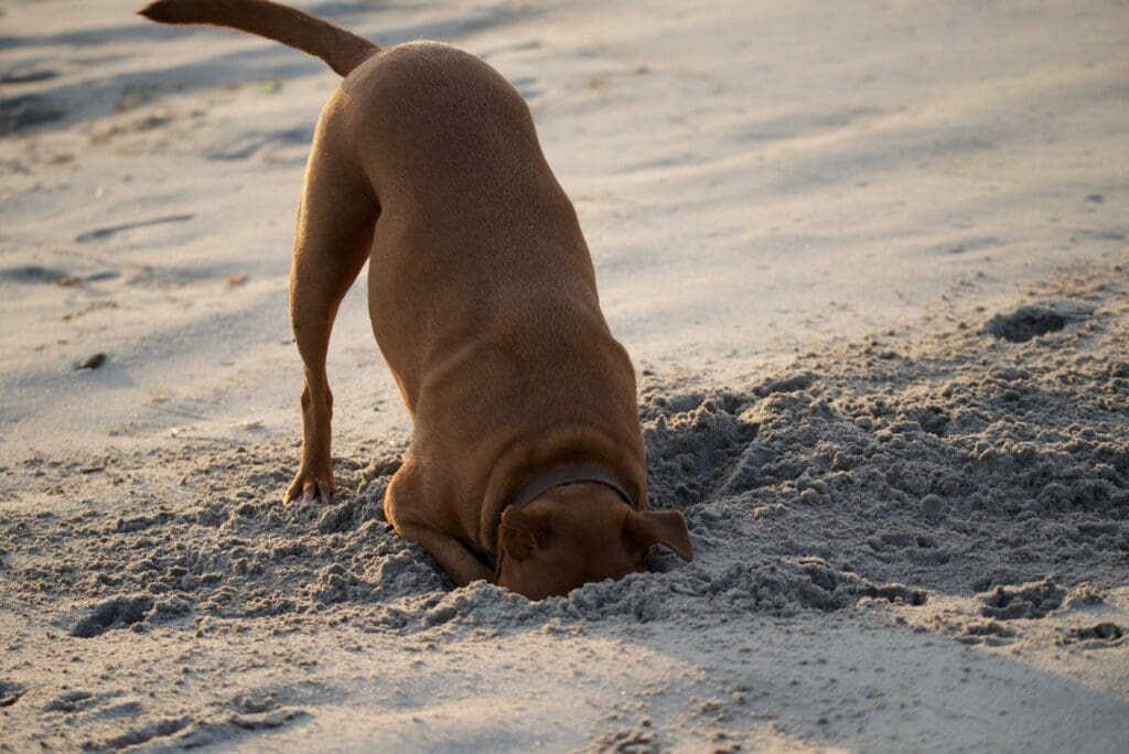 Don’t Stick Your Head in the Sand