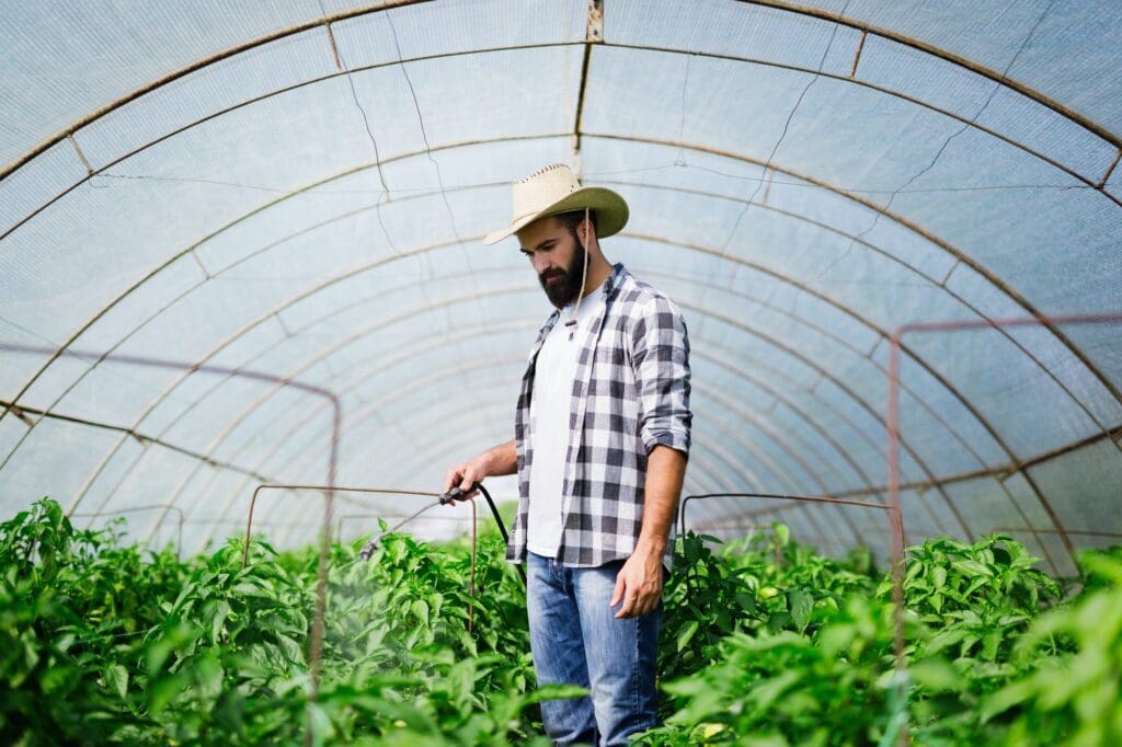 Spaying vegetables with water or plant protection products such as pesticides against diseases