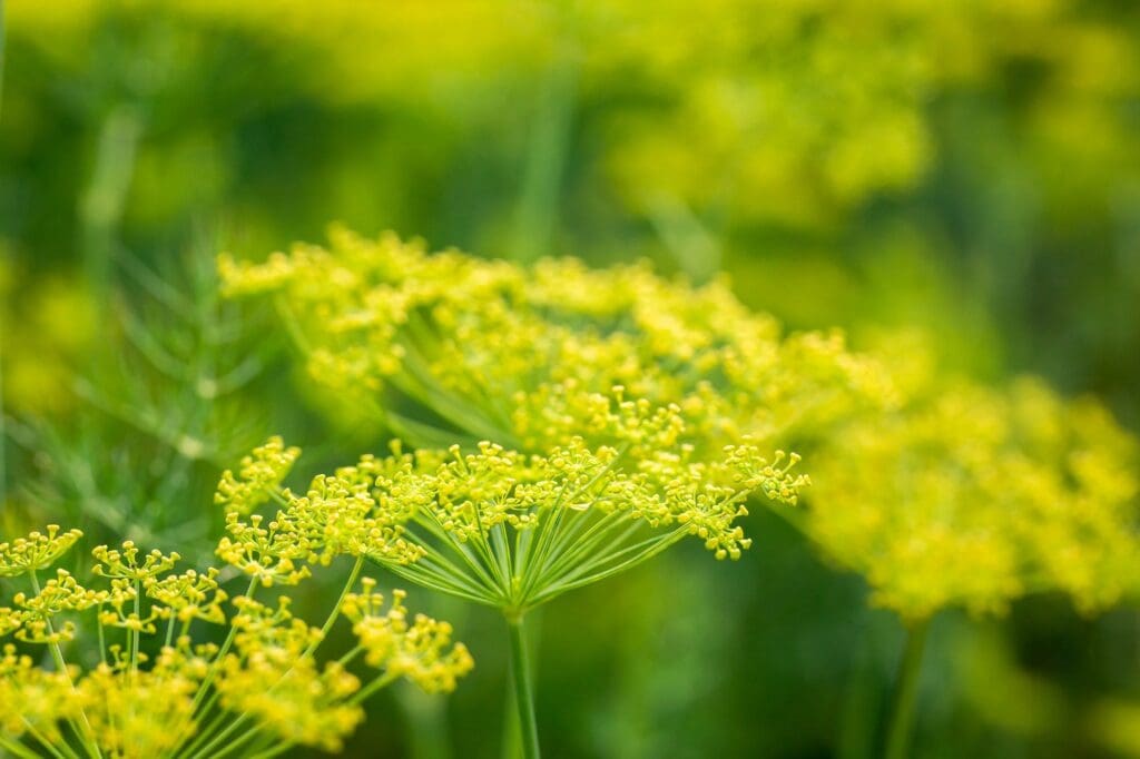 Closeup of green dill on the field