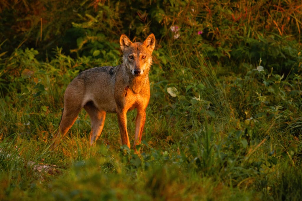 Wolf looking to the camera in wilderness in summer nature