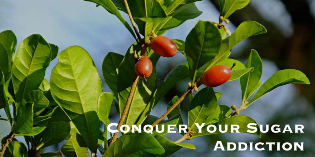 Experience the miracle of taste sweet with our revolutionary solution to conquer your sugar addiction using sour receptors and miracle berries.