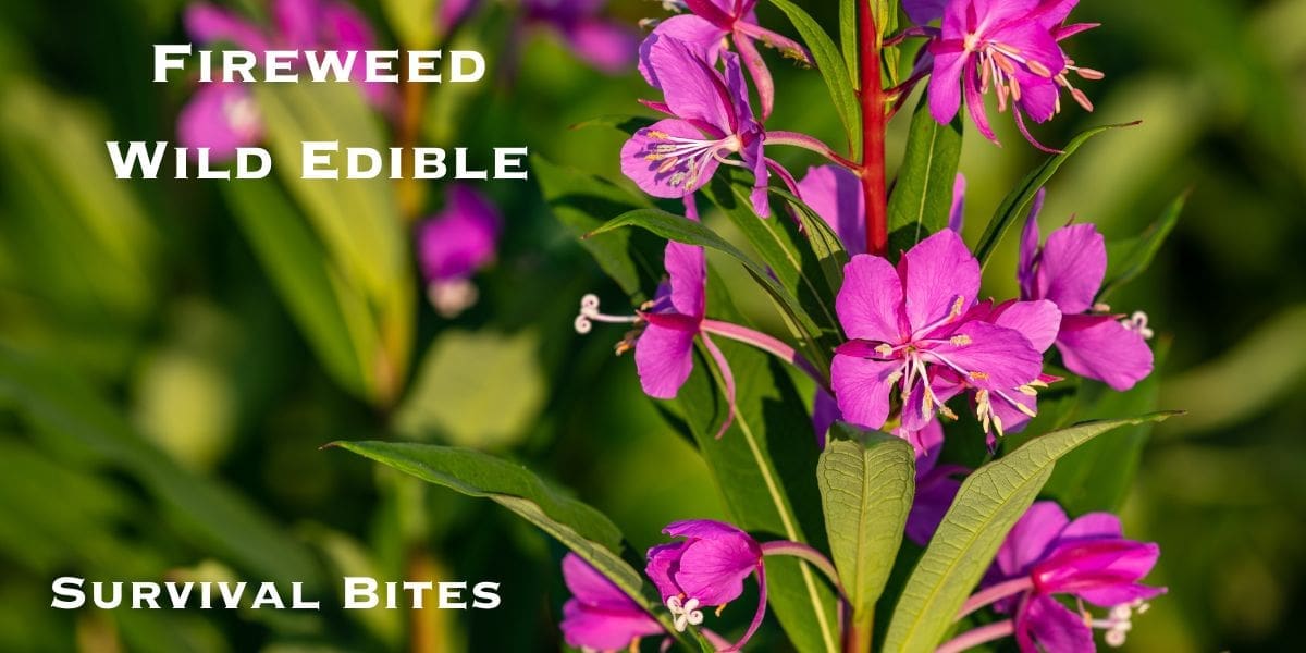 Bright pink fireweed flowers with text labels "fireweed," "survival food," and "survival bites" against a green leafy background.