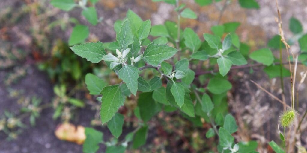 Close-up of a green leafy plant, possibly Lamb's Quarters, with small white buds growing outdoors on a ground covered with dried leaves and grass. This resilient wild edible is often valued for its survival benefits in natural settings.