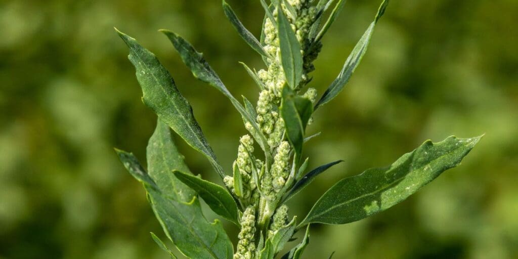 A close-up view of a green plant with elongated leaves and clusters of small buds, resembling Lamb's Quarters, perfect for those interested in wild edibles and survival bites.